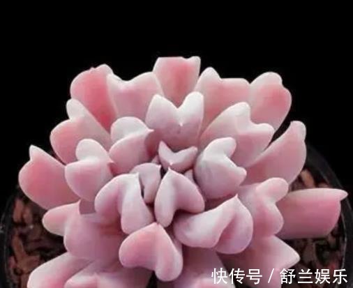 多肉|3种适合新手的多肉植物,学会控水,易群生养成漂亮小老桩