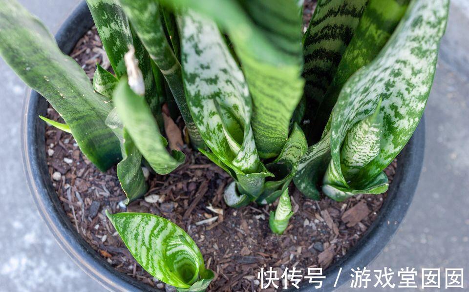 虎皮兰有“3喜2怕”,难怪不爱长新芽,现在纠正也不晚