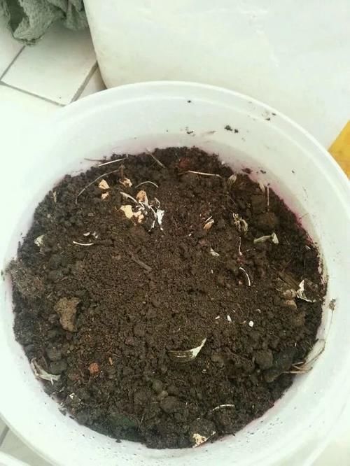 自制4种营养土,再也不板结烂根,大白根能挤破盆!