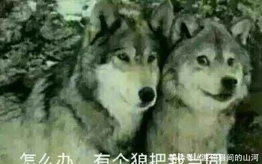 |搞笑表情包大集合，请在评论区晒出你的表情包