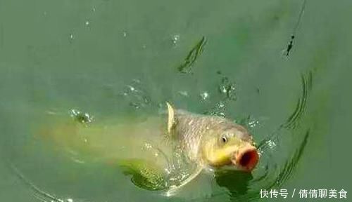 浮漂|钓具选择“坑”很多,这些华而不实的钓具,多数没啥用!