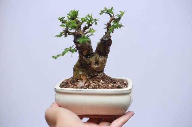 白蜡|网友分享的白蜡微型盆栽,室内摆件精品盆栽,快来一睹为快