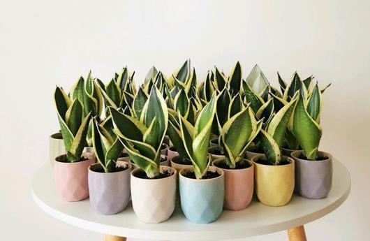 土壤|5种易繁殖的花，只需养1盆，1年繁殖几十盆，送亲朋倍有面子！