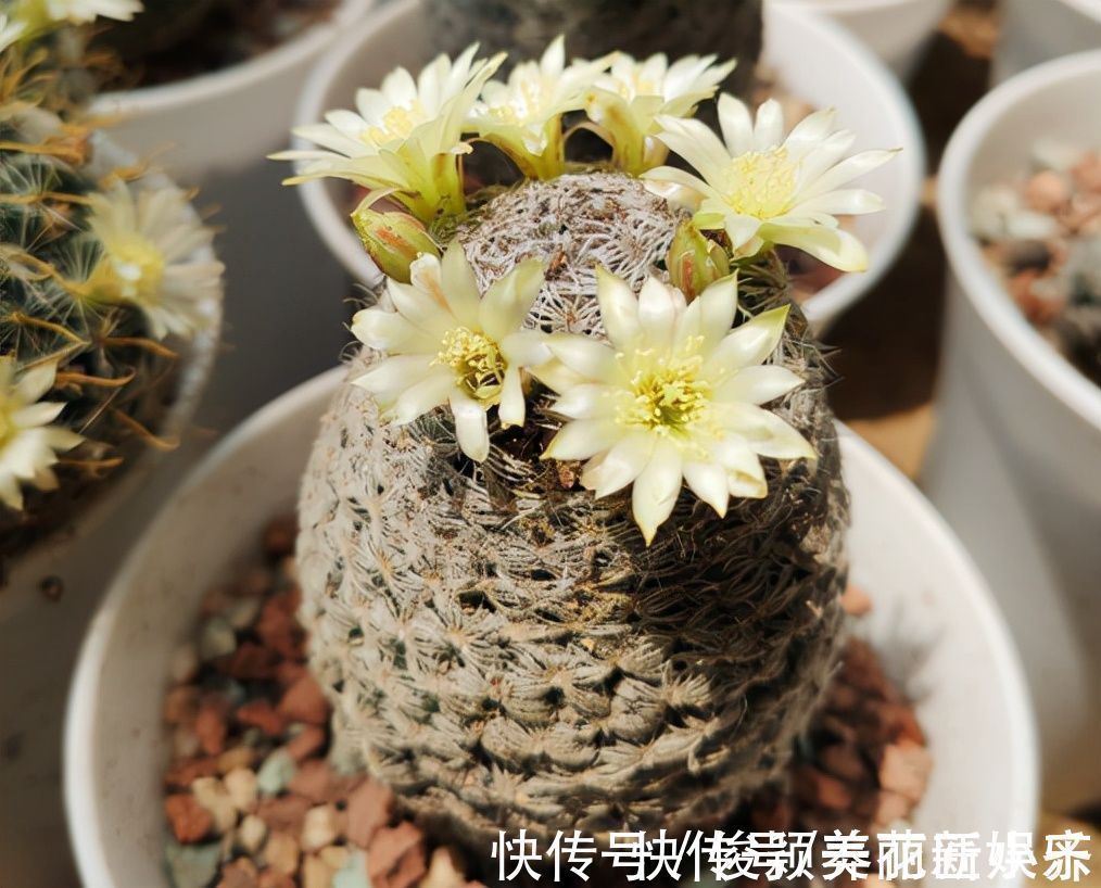 肥料|天气渐凉,6种花要“穷养”,水肥多了会伤根,多晒太阳植株壮