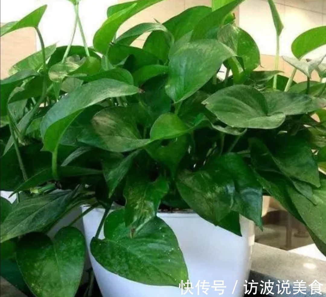 植株|夏天养绿萝，给它“喝3种水”，枝叶长得茂盛，长满花盆