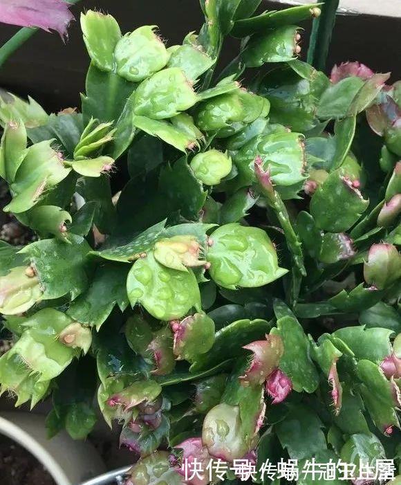 花苞|养花技巧：蟹爪兰一片叶子，蹿出10个花苞，给它喂啥好东西了