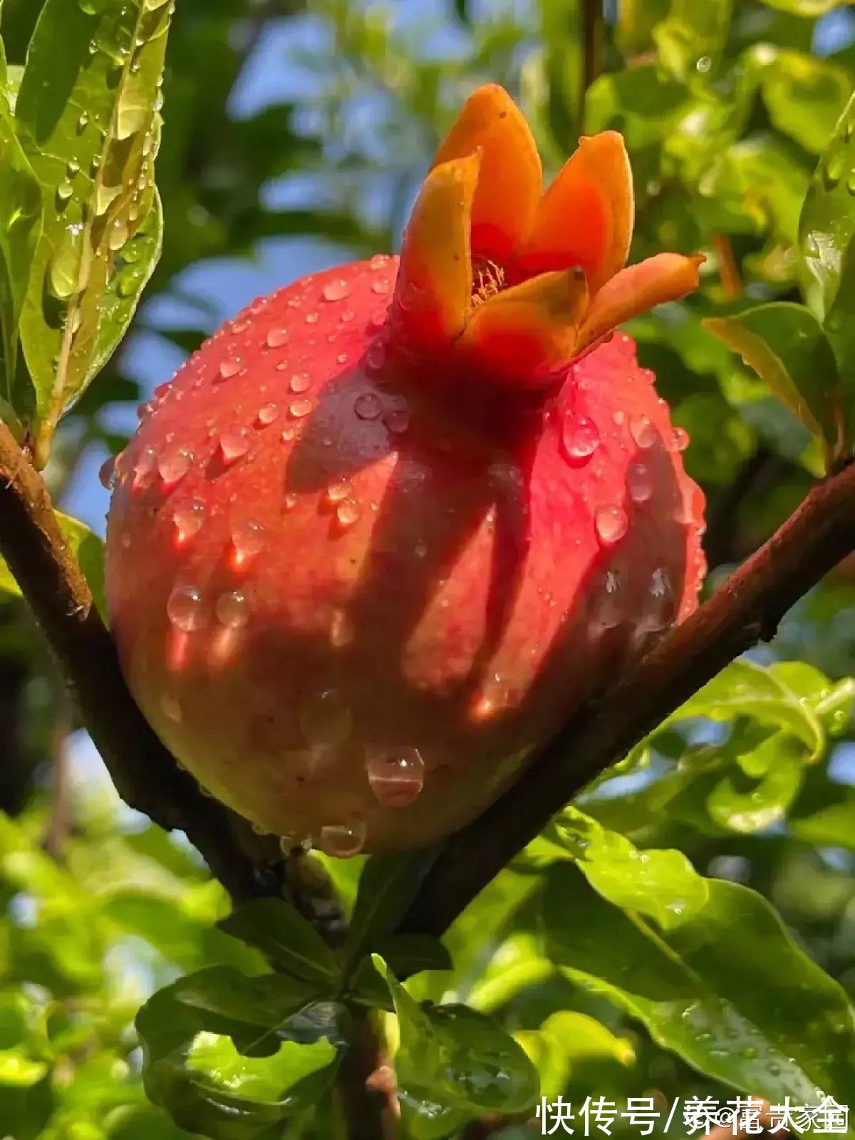 柚子树|4种果树，种在院子里特旺宅，还有时令水果免费吃