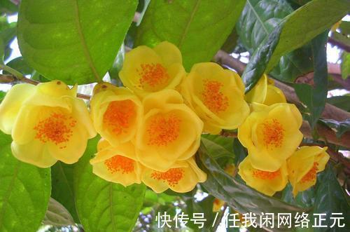 它被誉为是花卉界的“大熊猫”,观赏性强,泡茶煮汤效果更佳