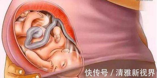 发育|宝宝是怎么被慢慢孕育出来的,十张过程图,一切来之不易