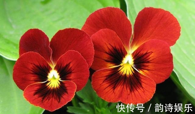 这种花有三片花瓣,身份高贵是国花,颜值高都搬回家里养