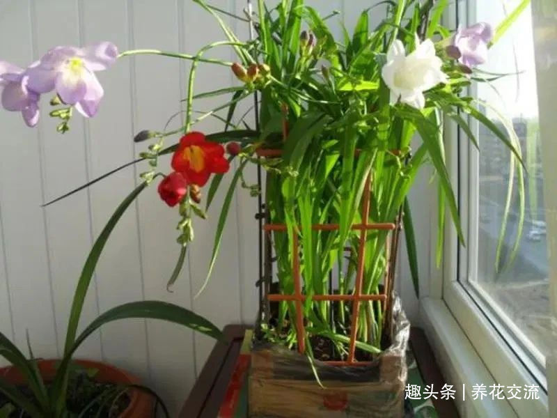 叶子|秋天买些香雪兰的种球，种盆里冬季就开花，来年夏天收获大盆子球