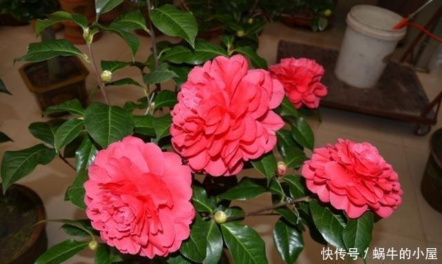 客厅|2种树养客厅，年后枝头开花，花期长达2个月，太漂亮