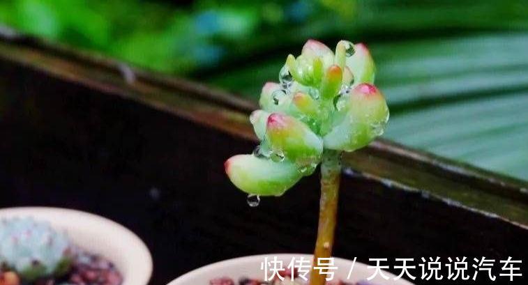 老手别看，新手一看就懂的多肉养护技巧