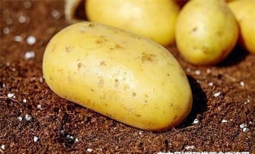 开心果|减肥还在节食不如多吃此几种食物,清肠刮油,助你远离大肚腩