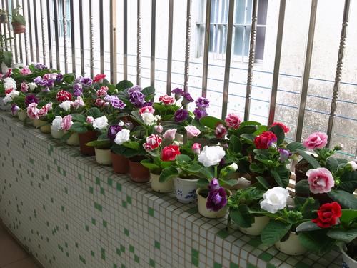 3种“耐阴花”，适合北阳台，不见太阳也能开花，四季轮流开不断