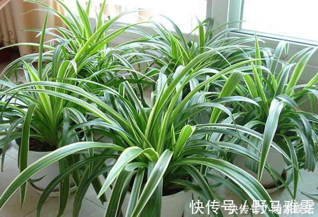 吊兰|7种“有益花”，养在家里身体好，清新空气病菌少，你家还没养