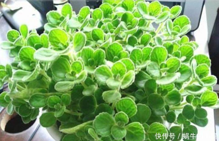 聪明人都养4种花,个个美出状态,花朵迷人,阵阵花香