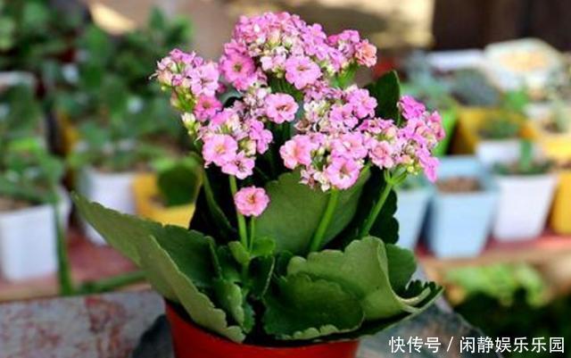 养这5样植物，将修剪做到位，才能年年抽枝发芽、长爆盆！