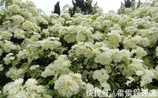 花开像月季,易爆花,-20℃冻不死,好养活不生病,比桂花香10倍