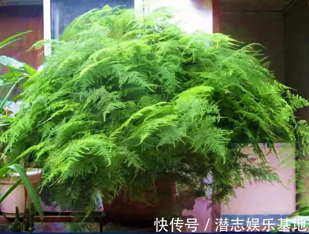 6种“漂亮花”，长了就狠剪，舍不得剪害处大，耽误一年开花量