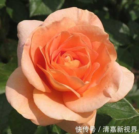 喜欢菊花，不如养盆“月季珍品”伊芙红宝石，闪耀明亮，香味浓郁