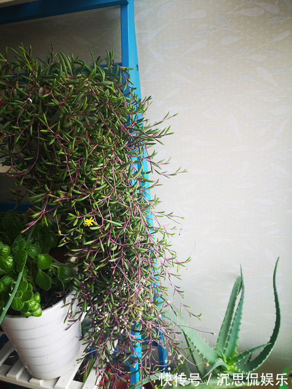 紫玄月|多肉植物紫玄月,好养如绿萝,爆盆后像瀑布,开花勤快,值得入手