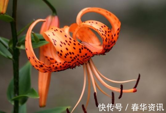 新手养卷丹百合,厨房弄点“它”,一分钱不用,盆盆“花儿爆”