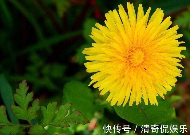 蒲公英根|春天，蒲公英，浑身是宝，对人体有4大好处，但3类人不宜吃