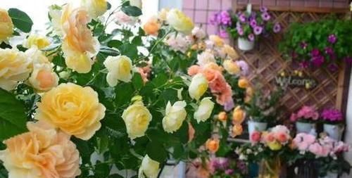 蚯蚓|出门捡点养花肥,不花一分钱,比花肥还厉害,养啥都叶绿花艳!