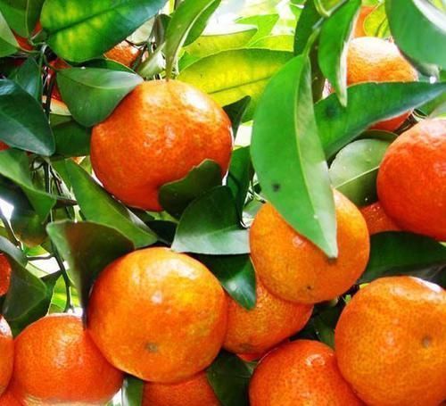 蟹味菇|吃了都说好的食物,推荐常吃,滋肾益肝,补肾壮腰,舒筋活络