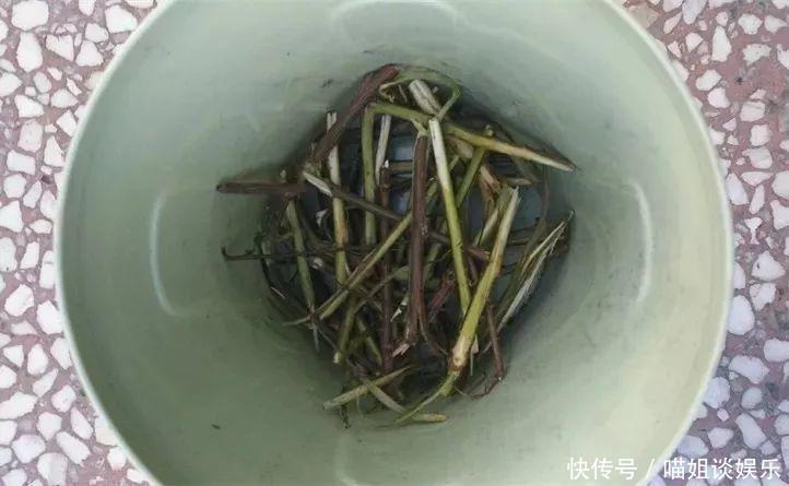 它是天然“生根剂”,给花浇一点,根系壮猛发芽!