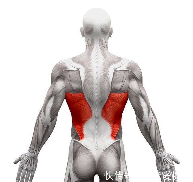 杠铃片|如何练厚背阔肌内侧？强化训练这4个动作，让你的背部肌肉更强壮