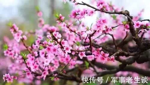 桃花$春风缱绻,我愿做你梦中的那朵桃花