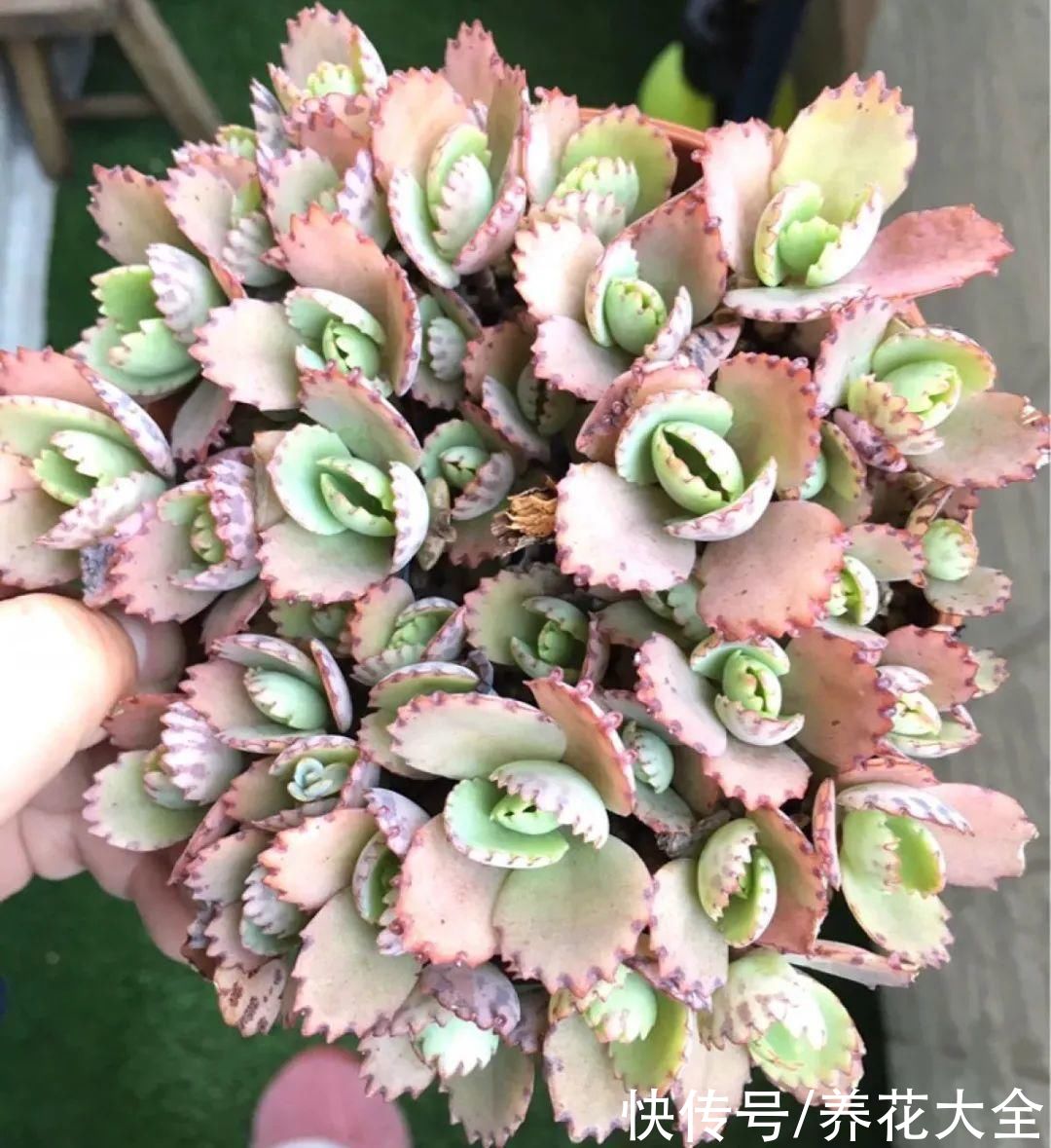 耐旱|10种“养不死”的花，绿萝只能排最后一名，养死3种以上的举手