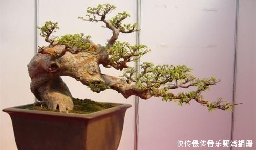 价值|以前的树桩都当柴烧,现在爱花之人当场盆景,一盆比一盆价值高!