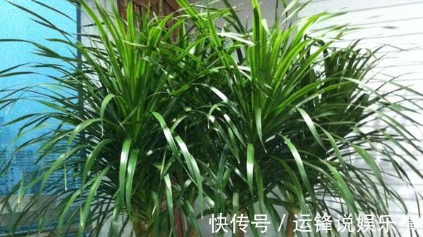 植物|4种植物挺着“大肚子”，摆在客厅，不但寓意好，而且耐旱好养