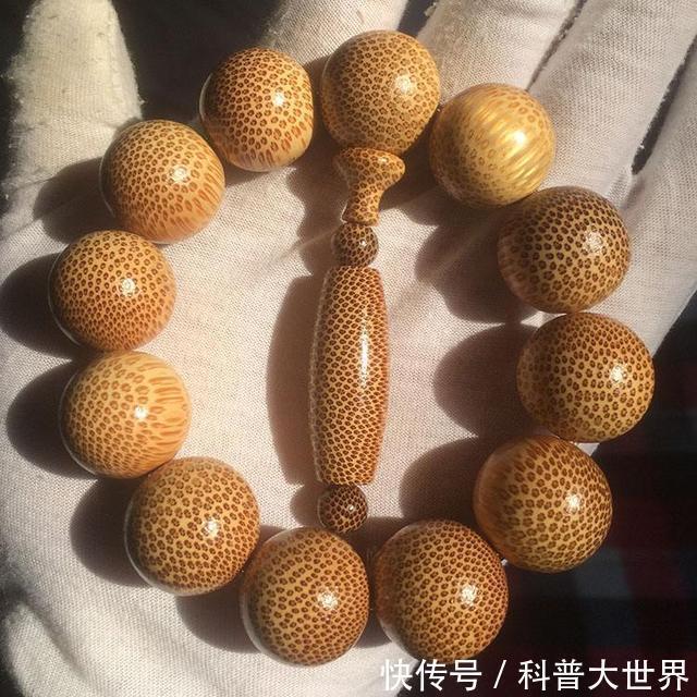 常用|竹子都是空心吗其实也有实心竹熊猫最爱吃它,生活中也常用到