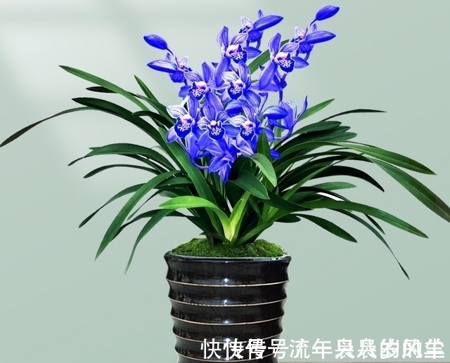 兰花|此兰只应“天上”有,人间哪得几回闻,兰色清雅,让人一见钟情