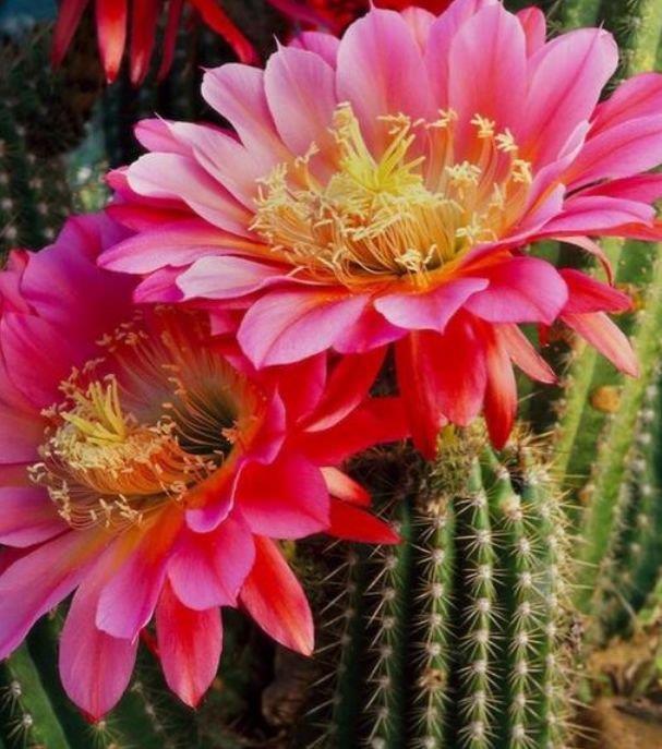 这几款小花,便宜又好养,堪称是“开花机器”,花色美轮美奂