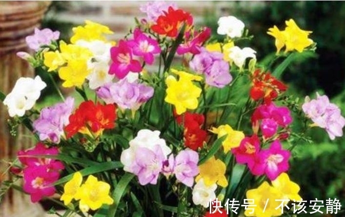 丽格海棠|家里就养4种花，耐旱又耐晒，一年四季成“花海”，天天有花赏！