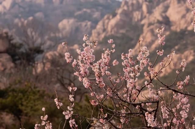 杏花|背靠五莲山！久负赏花盛名，今日一见确实惊叹