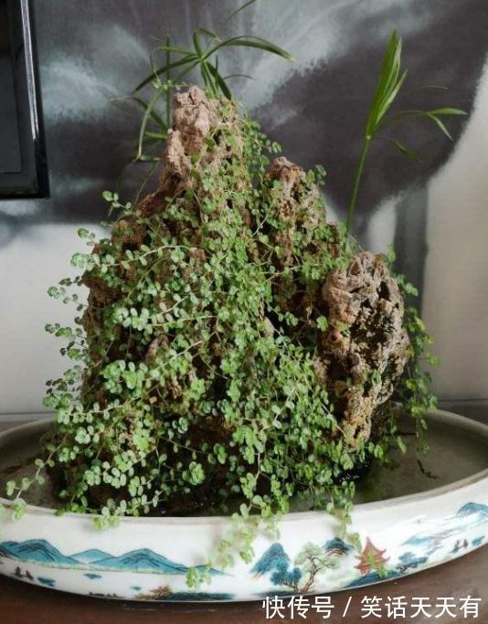 石头养花学2个小方法处理,千金难求!花友谁也舍不得卖