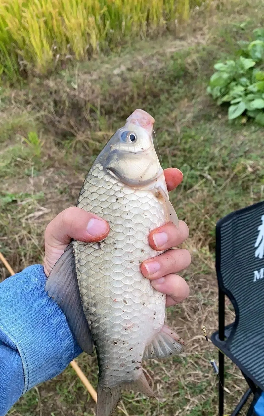 秋季廉价鲫鱼窝，却是最好的聚鱼窝料，这五样东西混合就行