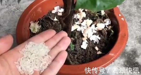 花盆中撒一把,不管多焉多难养的花,不烂根不黄叶,花开爆盆