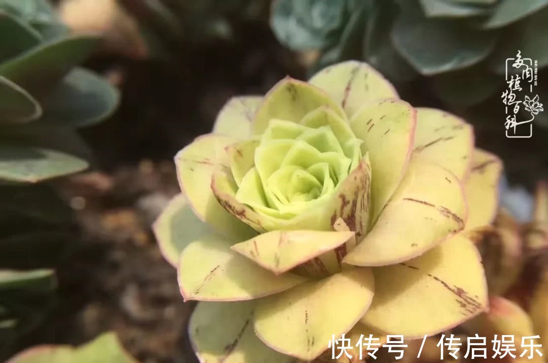 科普“山地玫瑰锦”万中无一，仙气缭绕！附养护知识！