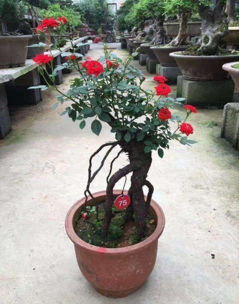 茉莉花|花市碰上这几种“花老桩”,便宜也不能入手,带回家养不活不开花