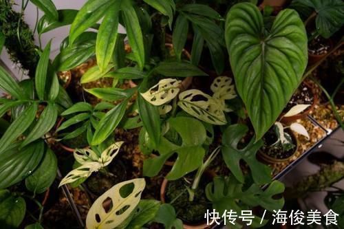 一片叶子要价10多万!顾客竟排队抢买 男子曝致富关键