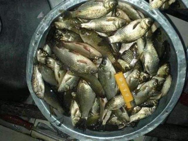 米饭钓鱼技巧很重要，用对了渔获不愁，用错了只能当“钓鱼空军”