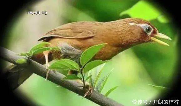 看鉴·拍一拍宋朝宋徽宗如何让中国领先世界1000年