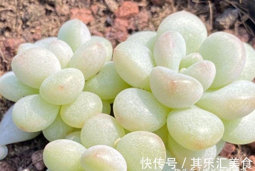 多肉新品种草——泡泡糖和达芙妮,颜色粉嫩通透,确实好迷人